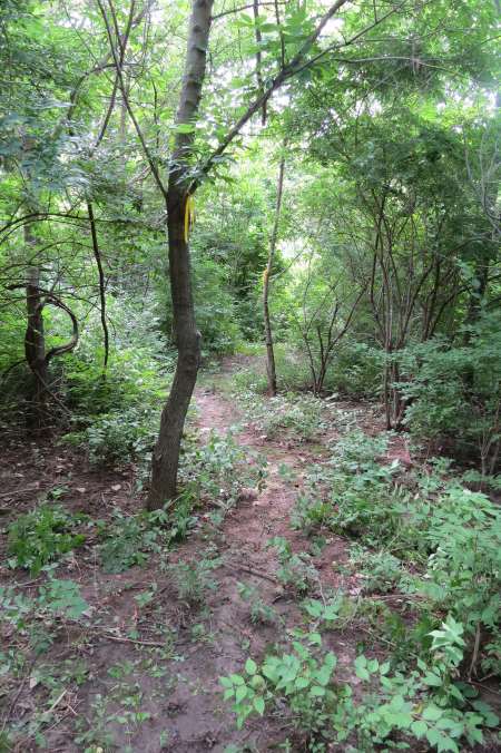 Big Blue Battlefield Walking Trail