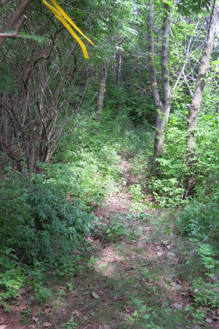 Big Blue Battlefield Walking Trail